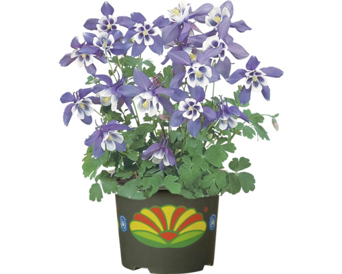 Akelei Pflanze im Topf