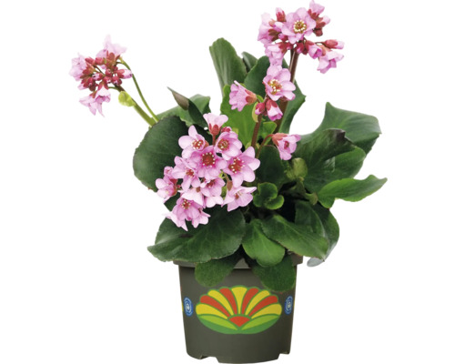Blütenpracht im Topf: Bergenie mit rosa Blüten und grünen Blättern als Zimmerpflanze