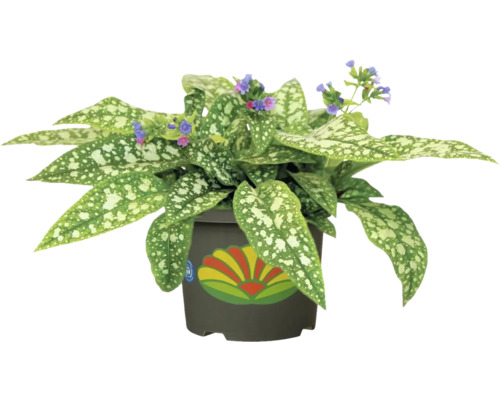 Blütenpflanze im Topf mit gefleckten Blättern und kleinen Blüten