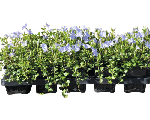 Plateau de plantes pervenche avec fleurs violettes et feuilles vertes