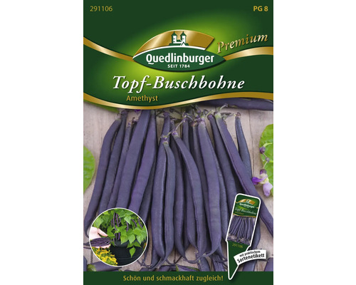 Haricots en pot 'Amethyst' Quedlinburger semences de légumes