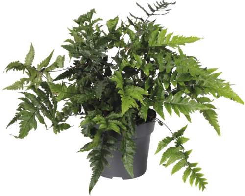 Grüner Eidechsenfarne in einem Topf