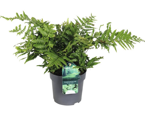 Fougère à écailles dorées FloraSelf Dryopteris 'Jurassic Gold' pot Ø 19 cm