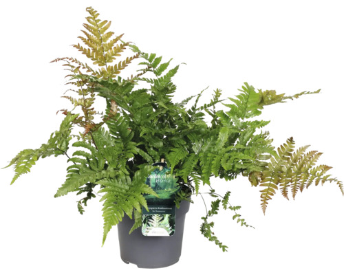 Fougère FloraSelf Dryopteris 'Koidzumiana' pot Ø 14 cm