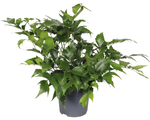 Zimmeraralie in einem Topf