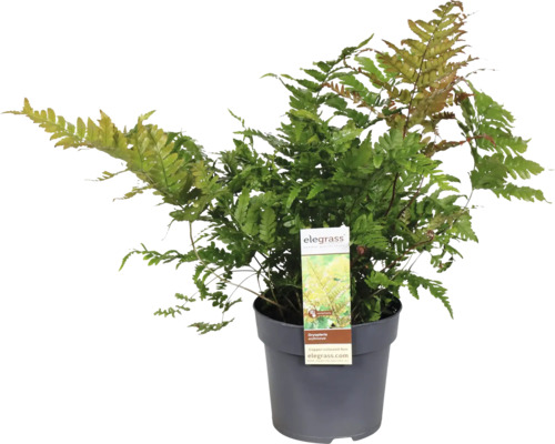 Dryopteris erythrosora FloraSelf pot Ø 14 cm