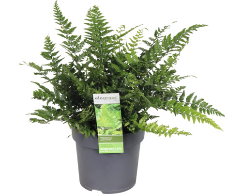 Aspidie de Corée FloraSelf Polystichum tsus-simense pot Ø 14 cm