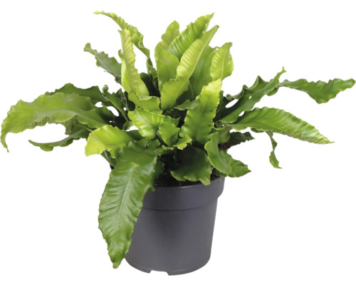 Nestfarn Pflanze im Topf