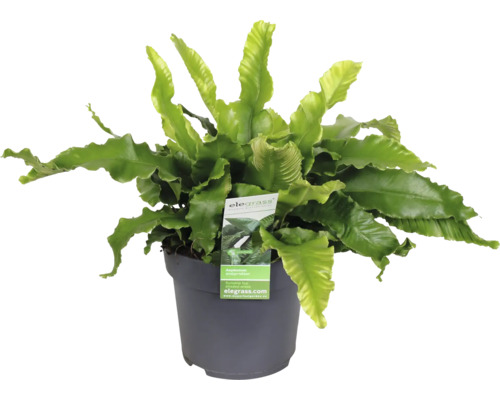 Hirschzungenfarn, Streifenfran FloraSelf Asplenium scolopendrium Ø 14 cm Topf Nestfarn in einem Topf