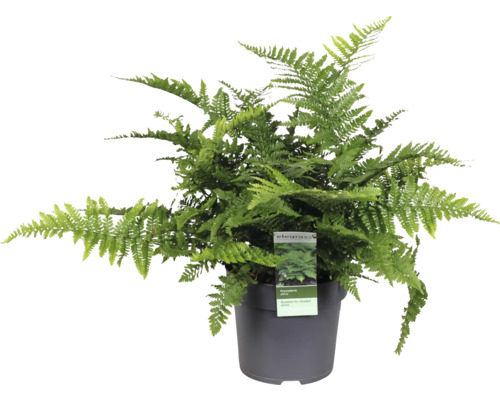 Fausse fougère mâle locale FloraSelf Dryopteris affinis pot Ø 14 cm