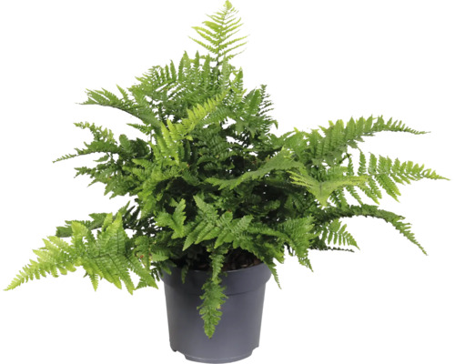 Grüner Farn in einem Topf