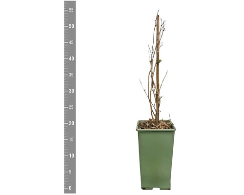 Jeune plante en pot avec tuteur