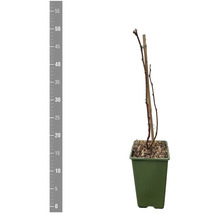 Rose en pot avec tuteur