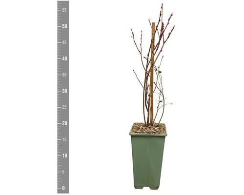 Heidelbeerpflanze im Topf mit Holzstab zur Stabilisierung