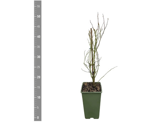 Blaubeerstrauch im Topf, ohne Blätter.