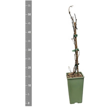 Plante grimpante en pot