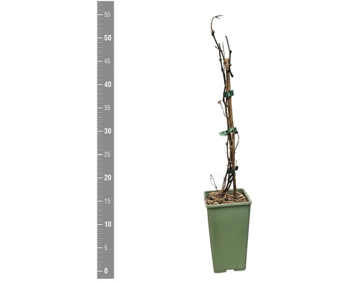 Plante grimpante en pot