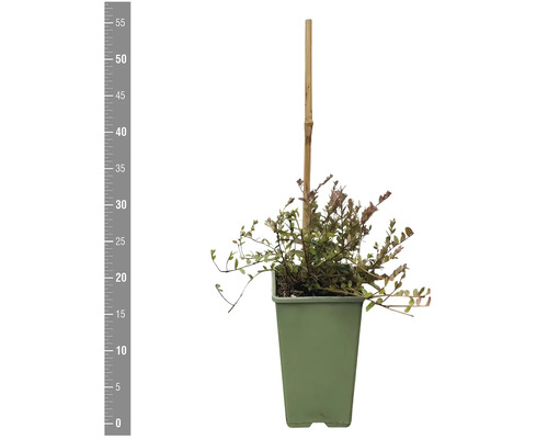 Cotonéaster nain en pot avec un bâton de bambou.