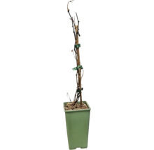 Plante en pot avec tuteur