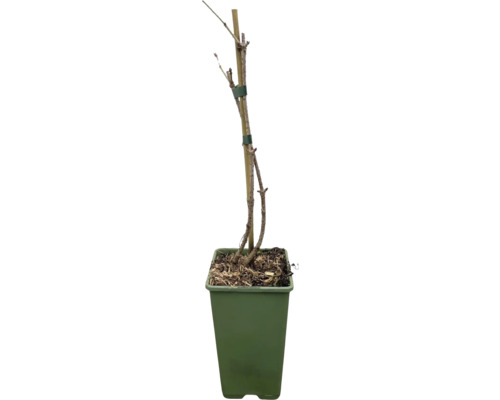 Jeune arbre en pot