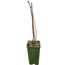 Rosier en pot avec tuteur en bois