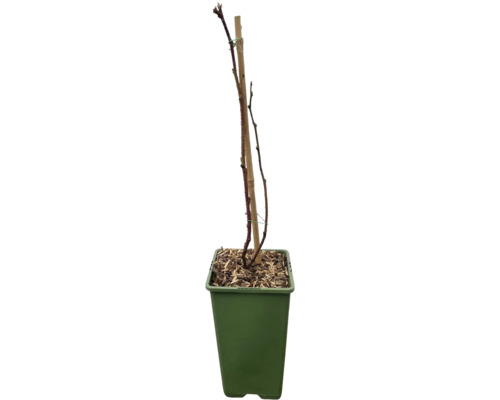 Mûrier-framboisier bio FloraSelf Bio Rubus loganobaccus 'Tayberry'® Co 2 l