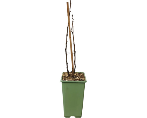 Bio Weiße Johannisbeere FloraSelf Bio Ribes rubrum 'Werdavia' H 30-40 cm Co 2 L Junge Pflanze mit Stützpfahl im Topf