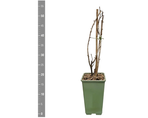 Plante en pot avec support en bois et échelle de mesure