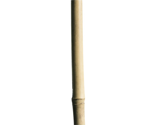 Tuteur FloraSelf bâton en bambou du Tonkin env. 240 cm, 20/22 mm tuteur à tomates Tube en bambou