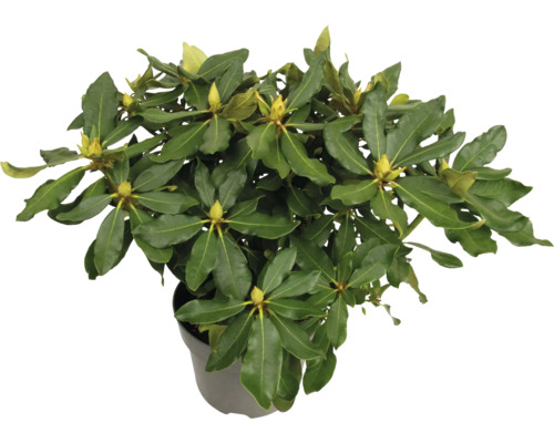 Rhododendron en pot avec feuilles vertes et boutons floraux