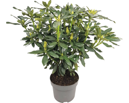Rhododendron en pot