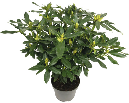 Rhododendron en pot avec feuilles vertes et boutons floraux