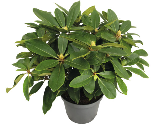 Rhododendron en pot