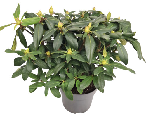 Rhododendron en pot avec feuilles vertes et boutons floraux
