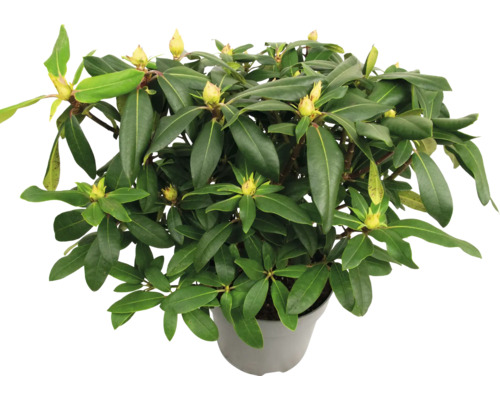 Rhododendron en pot avec des feuilles vertes et des boutons floraux