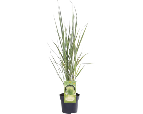 Panic érigé FloraSelf Panicum virgatum 'Northwind' h 20-80 cm Co 3 l