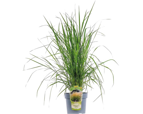 Calamagrostis à fleurs pointues FloraSelf Calamagrostis x acutiflora 'Karl Foerster' H 20- 80 cm Co 6 L Calamagrostis à fleurs pointues FloraSelf Calamagrostis x acutiflora 'Karl Foerster' H 20- 80 cm Co 6 L