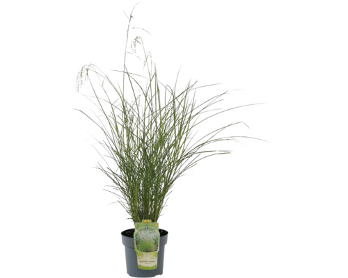 Roseau de Chine en pot