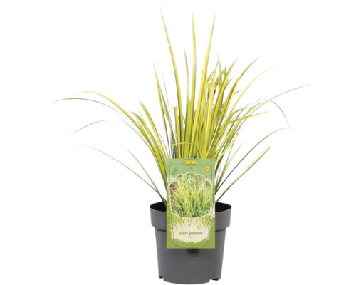 Herbe ornementale Acorus gramineus en pot