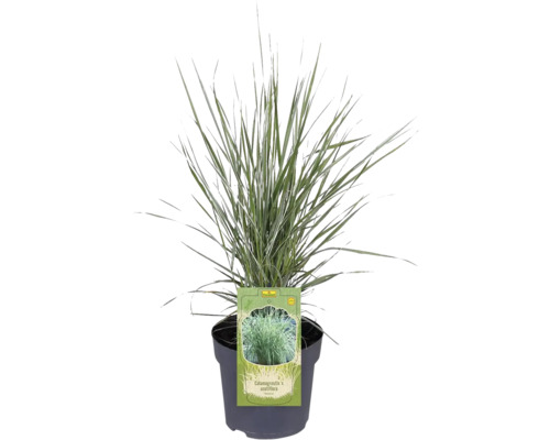 Calamagrostis x acutiflora en pot