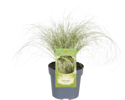 Pot de Carex comans, graminée ornementale