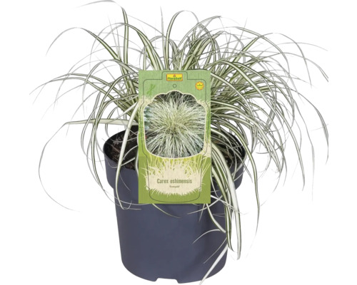 Carex oshimensis ''Evergold'' graminée ornementale en pot