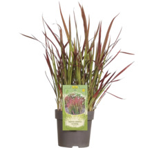 Japanisches Blutgras im Topf mit FloraSelf Logo
