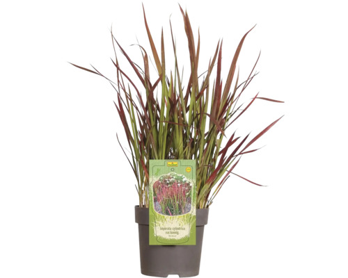 Impérate cylindrique FloraSelf Imperata cylindrica var.koenig.'Red Baron' h 5-15 cm p 14 cm Impérate cylindrique FloraSelf Imperata cylindrica var.koenig.'Red Baron' h 5-15 cm p 14 cm