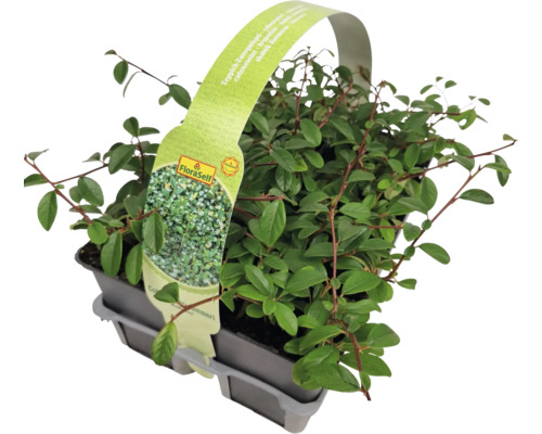 Cotonéaster rampant en pot