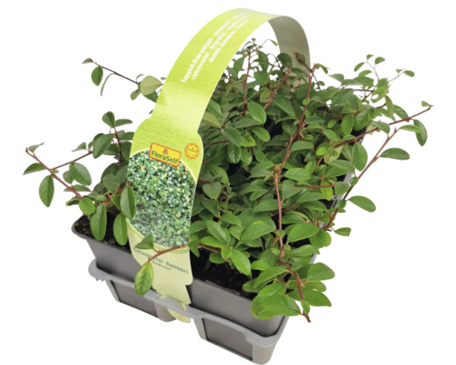 Cotonéaster rampant en pot