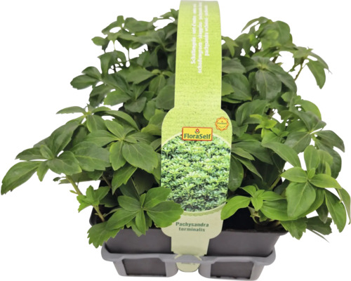 Schatten Grün im Topf mit FloraSelf Logo