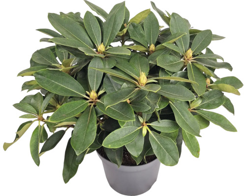 Rhododendron en pot avec feuilles vertes et boutons floraux