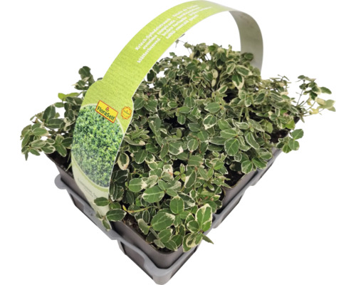 Kriechspindelstrauch im Topf mit FloraSelf Etikett