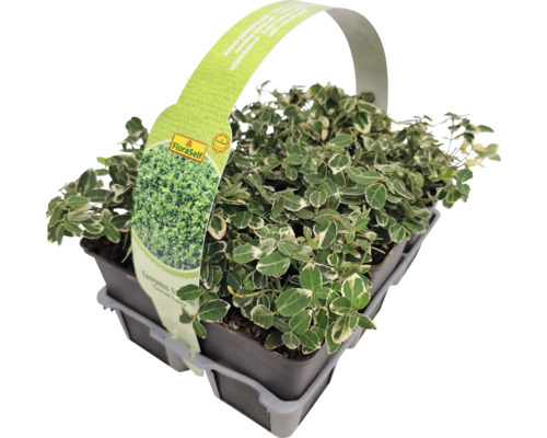 Fusain de Fortune blanc multicolore lot de 6 FloraSelf Euonymus fortunei 'Emerald Gaiety' Fusain de Fortune blanc multicolore lot de 6 FloraSelf Euonymus fortunei 'Emerald Gaiety'